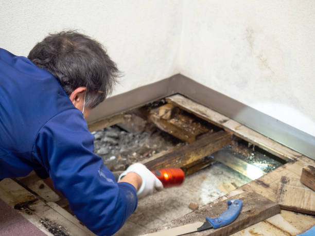 Best Mold Remediation Services  in Sugarcreek, PA