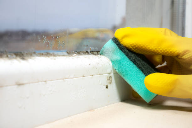 Professional Mold Removal in Sugarcreek, PA