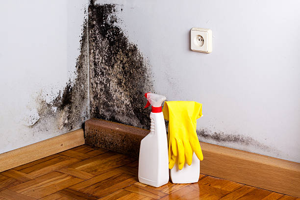 Best Fast Mold Removal  in Sugarcreek, PA