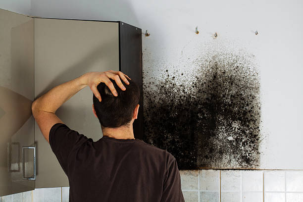 Best Mold Cleaning Services  in Sugarcreek, PA