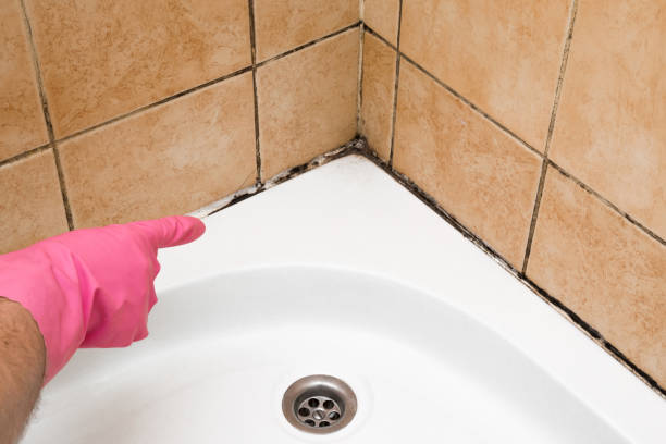 Best Black Mold Removal  in Sugarcreek, PA